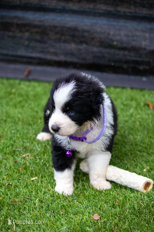 Ziva – Australian Shepherd puppy for sale in Yulee, FL