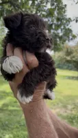 Socks AKC, a female Miniature Schnauzer for sale in Neosho, MO – 3 of 6