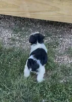 Bandit, a male Miniature Schnauzer for sale in Neosho, MO – 2 of 4