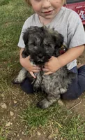 Toby, a male Miniature Schnauzer for sale in Neosho, MO – 3 of 5