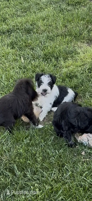 Bandit – Miniature Schnauzer puppy for sale in Neosho, MO