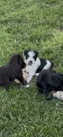 Bandit, a male Miniature Schnauzer for sale in Neosho, MO – 3 of 4