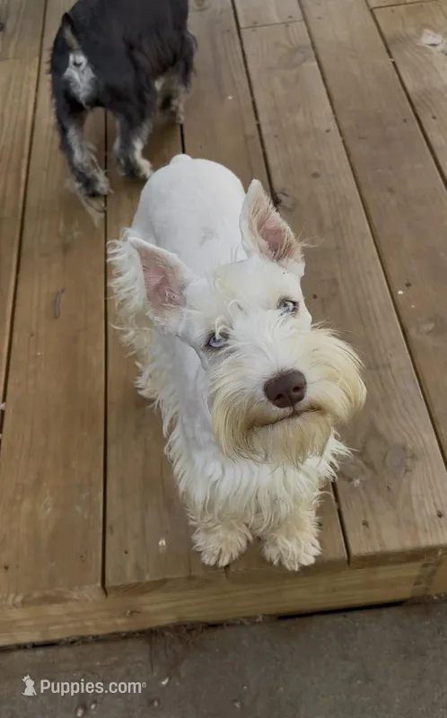 AKC White Chocolate – Miniature Schnauzer puppy for sale in Neosho, MO