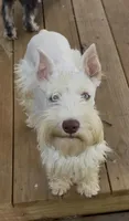 AKC White Chocolate, a female Miniature Schnauzer for sale in Neosho, MO – 2 of 10