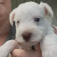 AKC White Chocolate, a female Miniature Schnauzer for sale in Neosho, MO – Photo 7 of 10