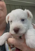 AKC White Chocolate, a female Miniature Schnauzer for sale in Neosho, MO – Photo 7 of 10