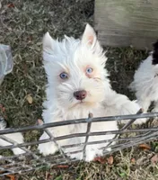 AKC White Chocolate, a female Miniature Schnauzer for sale in Neosho, MO – Photo 2 of 10