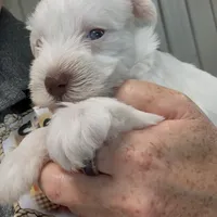 AKC White Chocolate, a female Miniature Schnauzer for sale in Neosho, MO – Photo 8 of 10