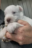 AKC White Chocolate, a female Miniature Schnauzer for sale in Neosho, MO – Photo 8 of 10