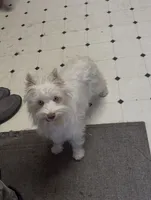 AKC White Chocolate, a female Miniature Schnauzer for sale in Neosho, MO – Photo 3 of 10