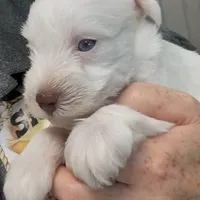 AKC White Chocolate, a female Miniature Schnauzer for sale in Neosho, MO – Photo 6 of 10