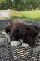 Socks AKC, a female Miniature Schnauzer for sale in Neosho, MO – 5 of 6