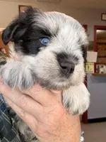 Loralie, a female Miniature Schnauzer for sale in Neosho, MO – Photo 3 of 3