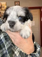 Loralie, a female Miniature Schnauzer for sale in Neosho, MO – Photo 1 of 3