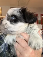 Loralie, a female Miniature Schnauzer for sale in Neosho, MO – Photo 2 of 3