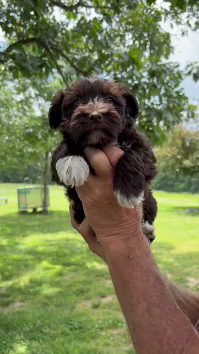 Socks AKC, a female Miniature Schnauzer for sale in Neosho, MO – 6 of 6