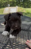 Socks AKC, a female Miniature Schnauzer for sale in Neosho, MO – 4 of 6