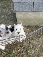 Angel Boy, a male Miniature Schnauzer for sale in Neosho, MO – Photo 2 of 2
