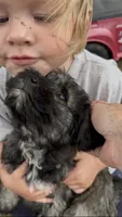 Toby, a male Miniature Schnauzer for sale in Neosho, MO – 4 of 5