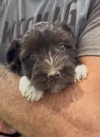 Socks AKC, a female Miniature Schnauzer for sale in Neosho, MO – 2 of 6