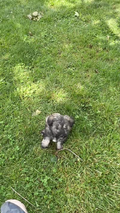 Toby, a male Miniature Schnauzer for sale in Neosho, MO – 5 of 5