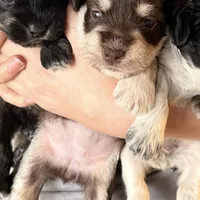 Delilah, a female Miniature Schnauzer for sale in Neosho, MO – Photo 6 of 6