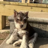 Delilah, a female Miniature Schnauzer for sale in Neosho, MO – Photo 1 of 6