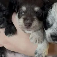 Delilah, a female Miniature Schnauzer for sale in Neosho, MO – Photo 5 of 6