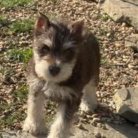 Delilah, a female Miniature Schnauzer for sale in Neosho, MO – Photo 3 of 6