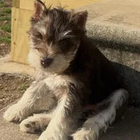 Delilah, a female Miniature Schnauzer for sale in Neosho, MO – Photo 2 of 6