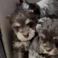 Delilah, a female Miniature Schnauzer for sale in Neosho, MO – Photo 4 of 6