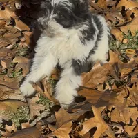 Little Brother, a male Miniature Schnauzer for sale in Neosho, MO – Photo 6 of 7