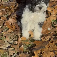 Little Brother, a male Miniature Schnauzer for sale in Neosho, MO – Photo 7 of 7