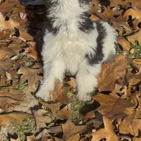 Little Brother, a male Miniature Schnauzer for sale in Neosho, MO – Photo 5 of 7