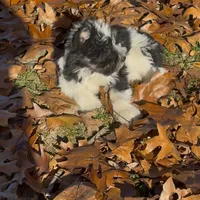 Little Brother, a male Miniature Schnauzer for sale in Neosho, MO – Photo 4 of 7