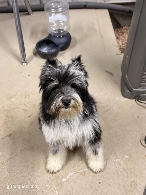 Little Brother – Miniature Schnauzer puppy for sale in Neosho, MO
