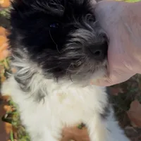 Little Brother, a male Miniature Schnauzer for sale in Neosho, MO – Photo 2 of 7