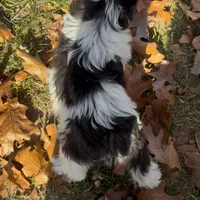 Little Brother, a male Miniature Schnauzer for sale in Neosho, MO – Photo 3 of 7