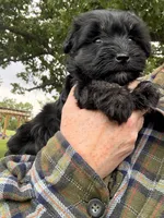 Tiny Dancer AKC, a female Miniature Schnauzer for sale in Neosho, MO – 2 of 2