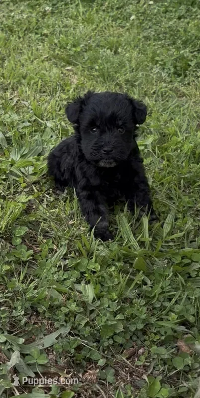 Tiny Dancer AKC – Miniature Schnauzer puppy for sale in Neosho, MO