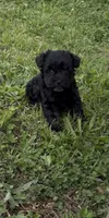 Tiny Dancer AKC, a female Miniature Schnauzer for sale in Neosho, MO – 1 of 2