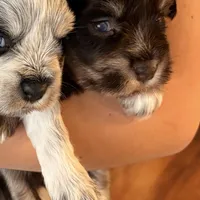 Chadia, a female Miniature Schnauzer for sale in Neosho, MO – Photo 6 of 7