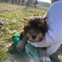 Chadia, a female Miniature Schnauzer for sale in Neosho, MO – Photo 3 of 7