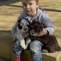 Chadia, a female Miniature Schnauzer for sale in Neosho, MO – Photo 4 of 7