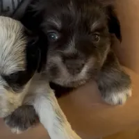 Chadia, a female Miniature Schnauzer for sale in Neosho, MO – Photo 7 of 7