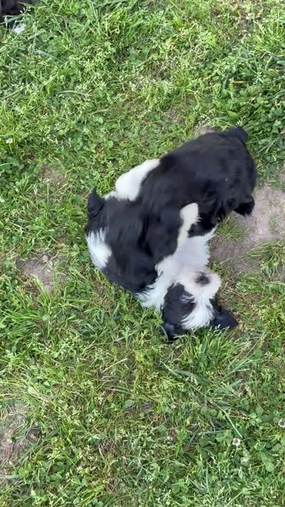 Bandit, a male Miniature Schnauzer for sale in Neosho, MO – 4 of 4