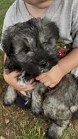 Toby, a male Miniature Schnauzer for sale in Neosho, MO – 1 of 5