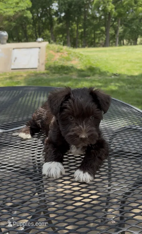 Socks AKC, a female Miniature Schnauzer for sale in Neosho, MO – 1 of 6