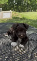 Socks AKC, a female Miniature Schnauzer for sale in Neosho, MO – 1 of 6