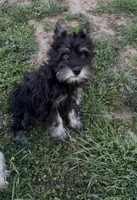 Petite Cleopatra , a female Miniature Schnauzer for sale in Neosho, MO – 3 of 7
